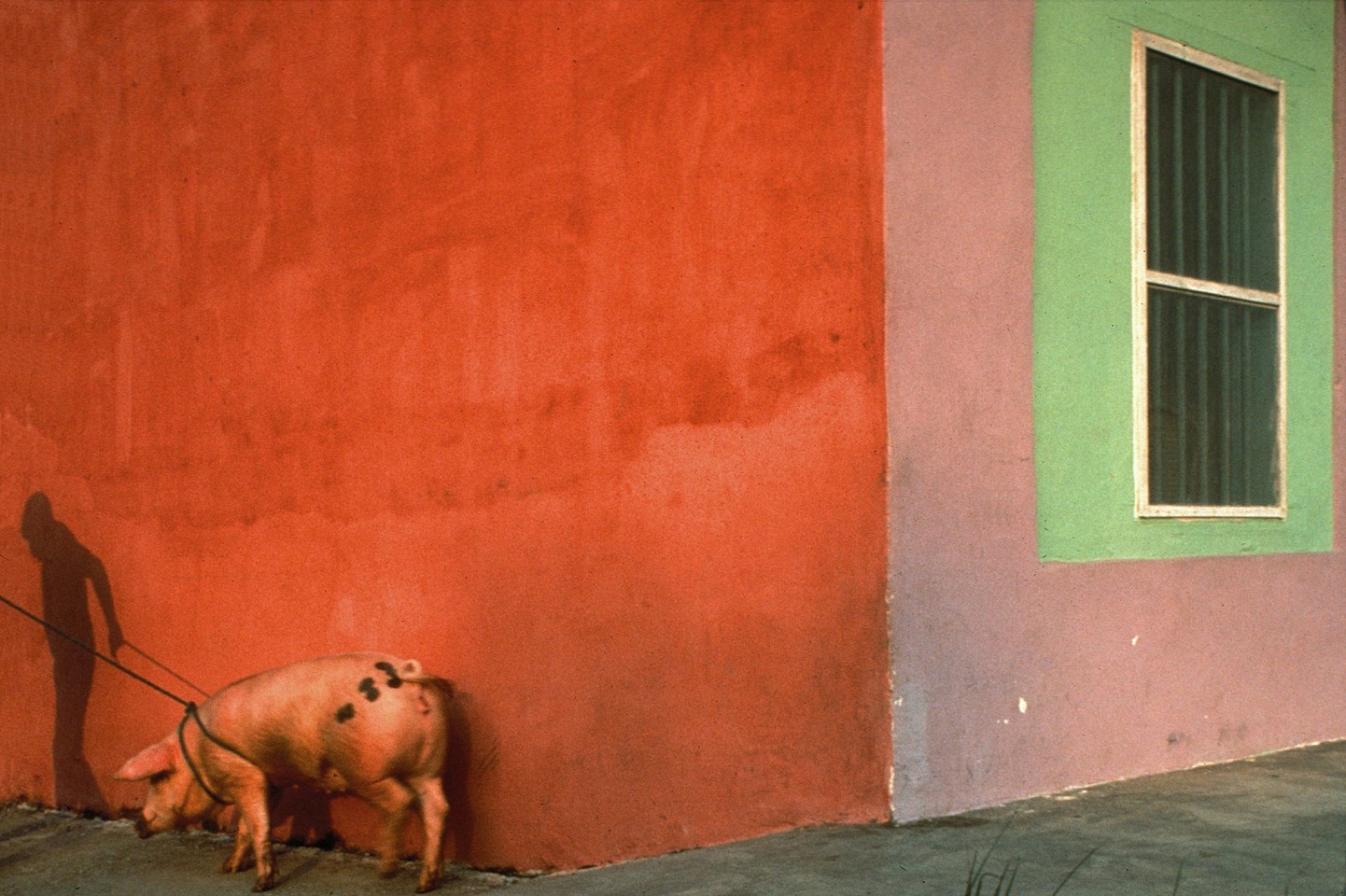 Jeffrey Becom, Pink Pig and Painted Walls, Tlacotalpan, Veracruz, Mexico
1992, Ilfochrome print