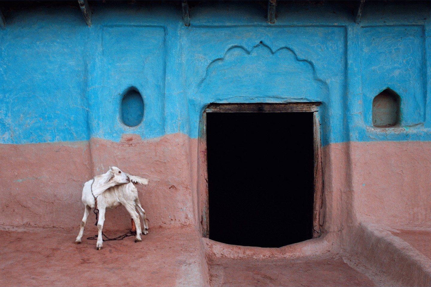 Jeffrey Becom, White Goat, Bangra, Uttar Pradesh, India
2008, Pigment inkjet print